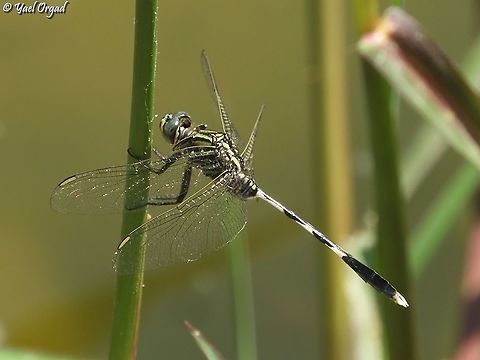 Slender Skimmer  Geotagged,Israel,Orthetrum sabina,Slender skimmer,Summer