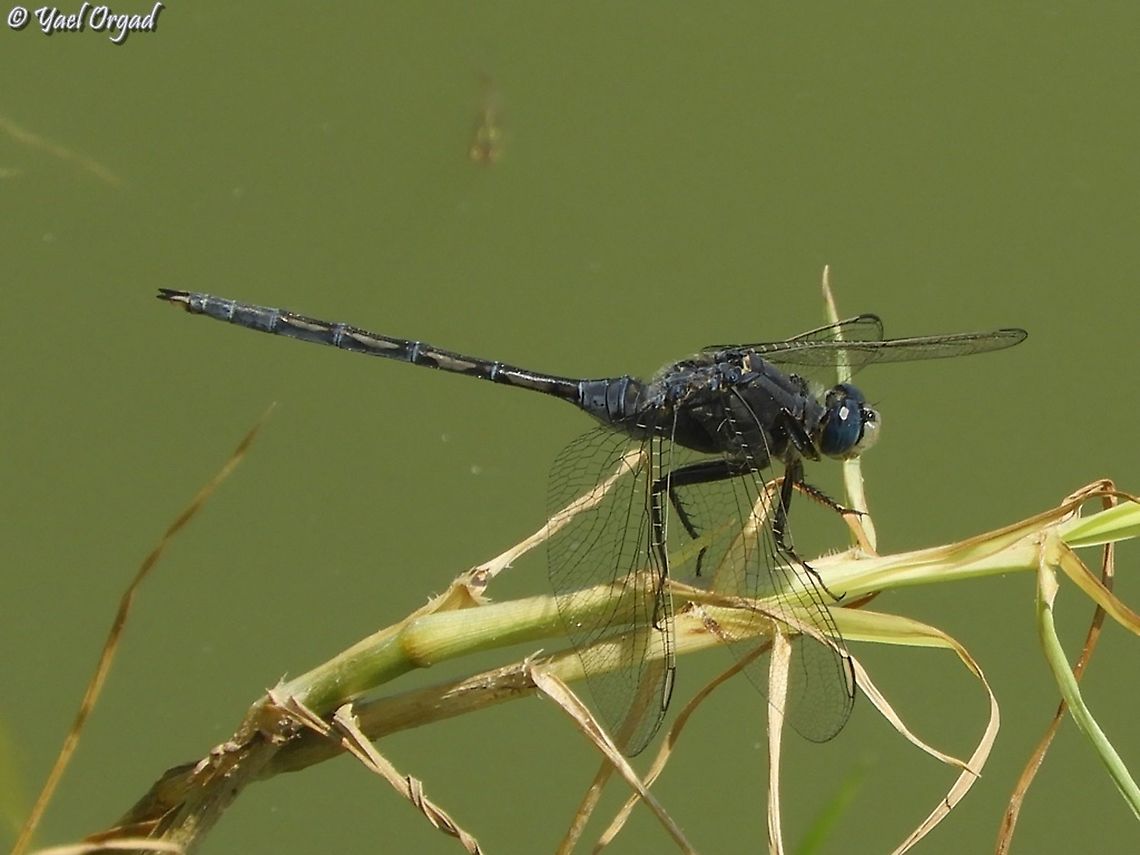 Long Skimmers  Geotagged,Israel,Long Skimmer,Orthetrum trinacria,Summer