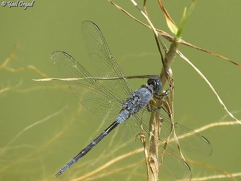 Orthetrum trinacria  Geotagged,Israel,Long Skimmer,Orthetrum trinacria,Summer