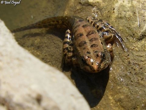 a young frog - its tail still on.  Geotagged,Israel,Levant Water Frog,Pelophylax bedriagae,Summer