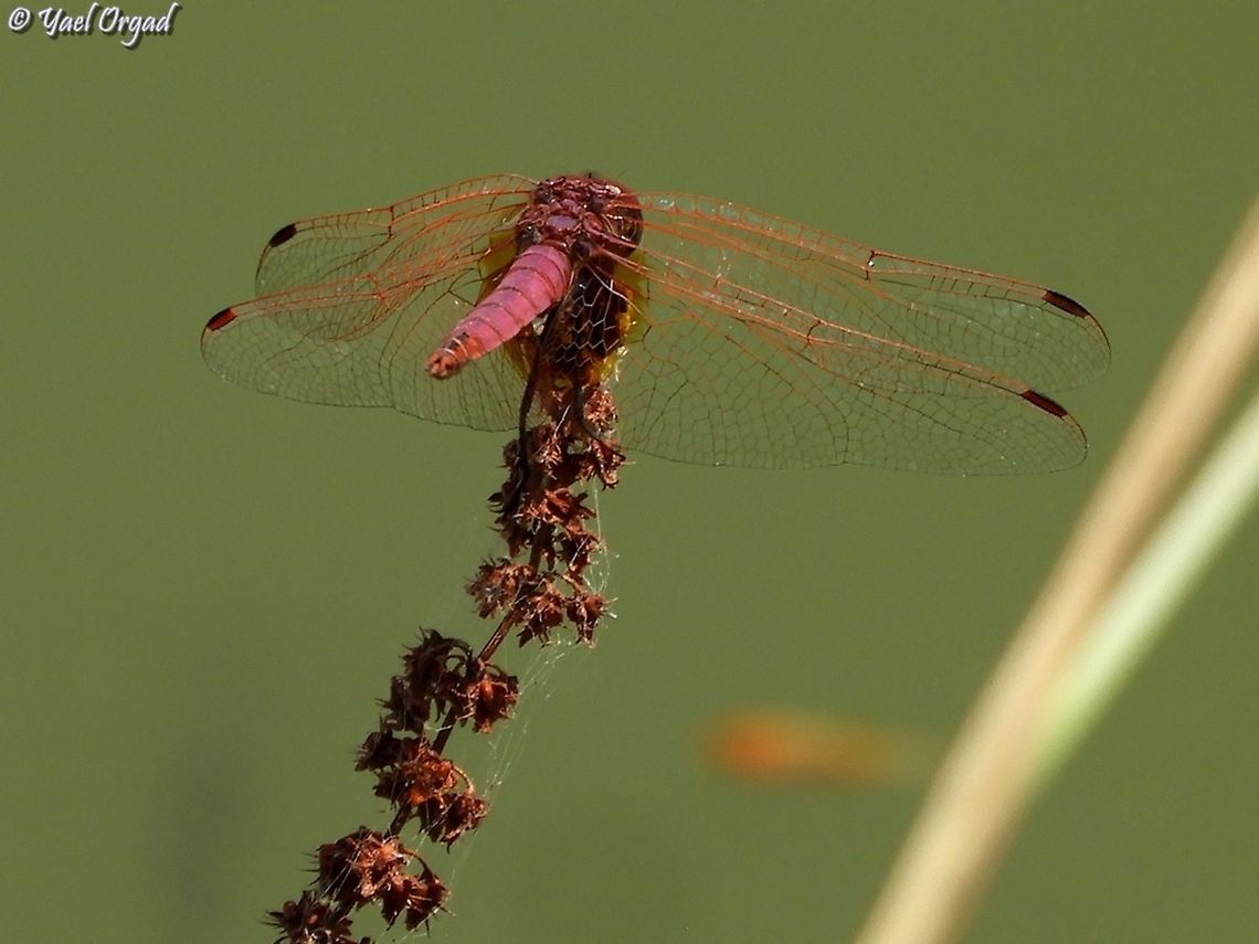 red, not violet...  Geotagged,Israel,Summer,Trithemis annulata,Violet dropwing