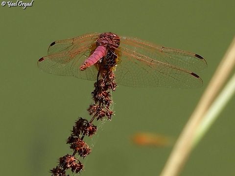 red, not violet...  Geotagged,Israel,Summer,Trithemis annulata,Violet dropwing