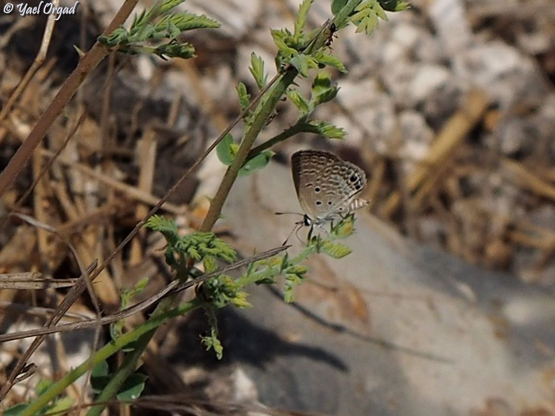 Lachides galba  Geotagged,Israel,Luthrodes galba,Summer