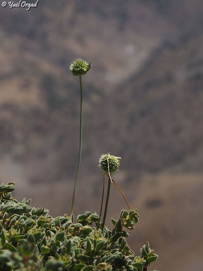 Allium pseudocalyptratum  Allium pseudocalyptratum