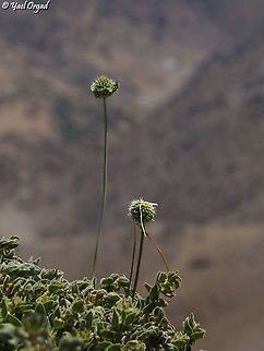 Allium pseudocalyptratum  Allium pseudocalyptratum