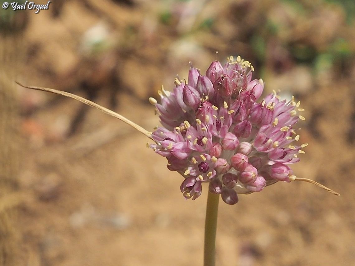 Allium rupicola  Allium rupicola,Israel,Mount Hermon