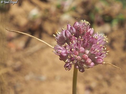 Allium rupicola  Allium rupicola,Israel,Mount Hermon