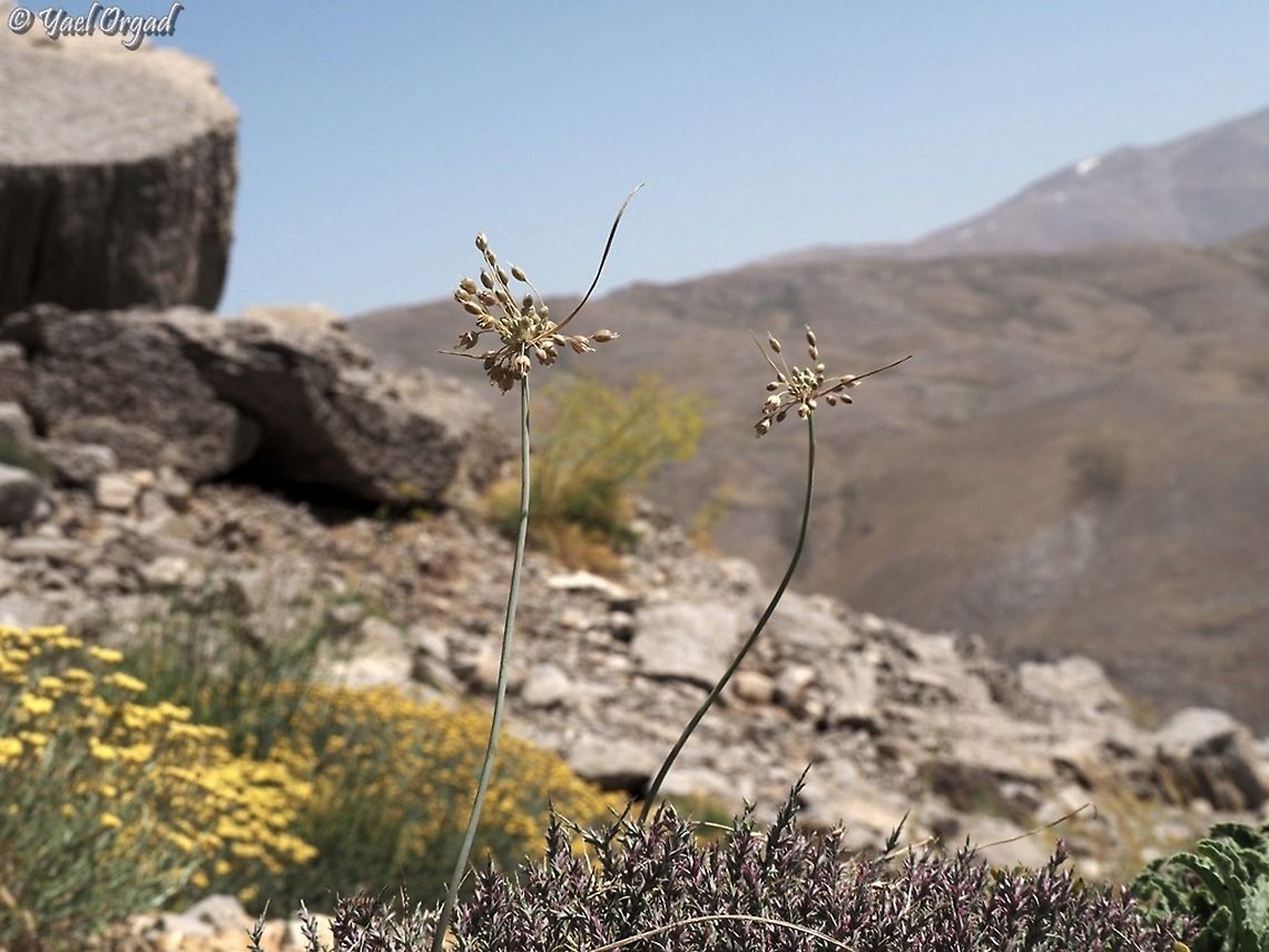 Allium hermoneum  Allium hermoneum,Israel,Mount Hermon