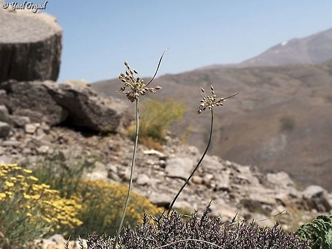 Allium hermoneum  Allium hermoneum,Israel,Mount Hermon