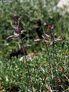 Allium feinbergii  Allium feinbergii,Geotagged,Summer