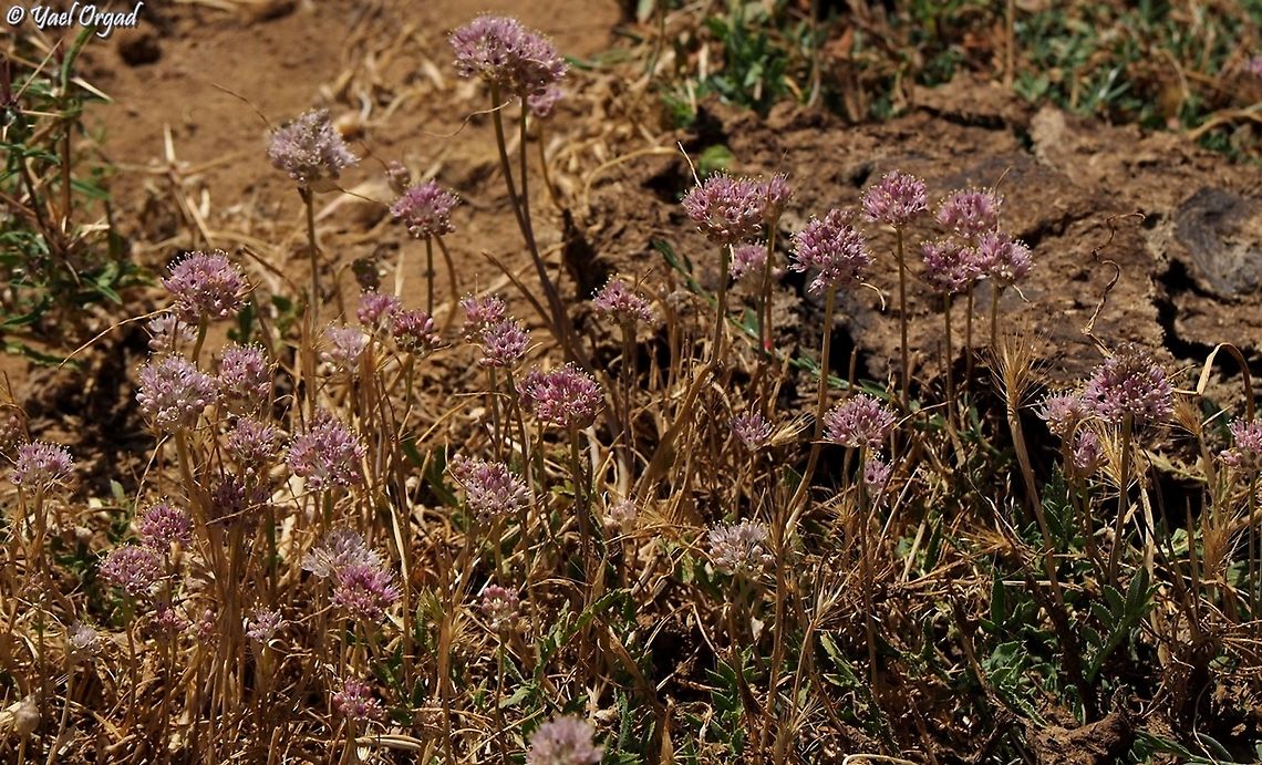 Allium rupicola  Allium rupicola,Geotagged,Summer