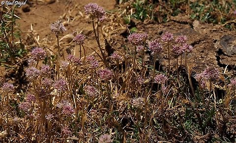 Allium rupicola  Allium rupicola,Geotagged,Summer