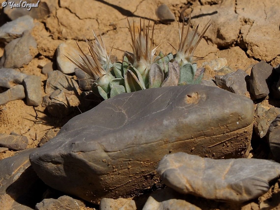 Siebera nana a small thorn :-)  Israel,Mount Hermon,Siebera nana