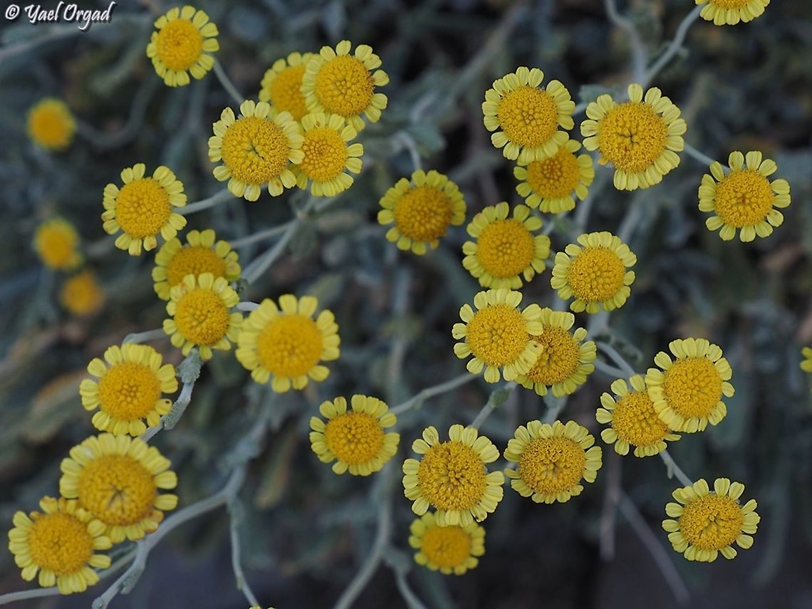 Tanacetum densum  Israel,Mount Hermon,Partridge-Feather,Tanacetum densum