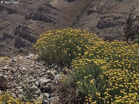 Achillea falcata  Achillea falcata,Geotagged,Israel,Mount Hermon,Summer