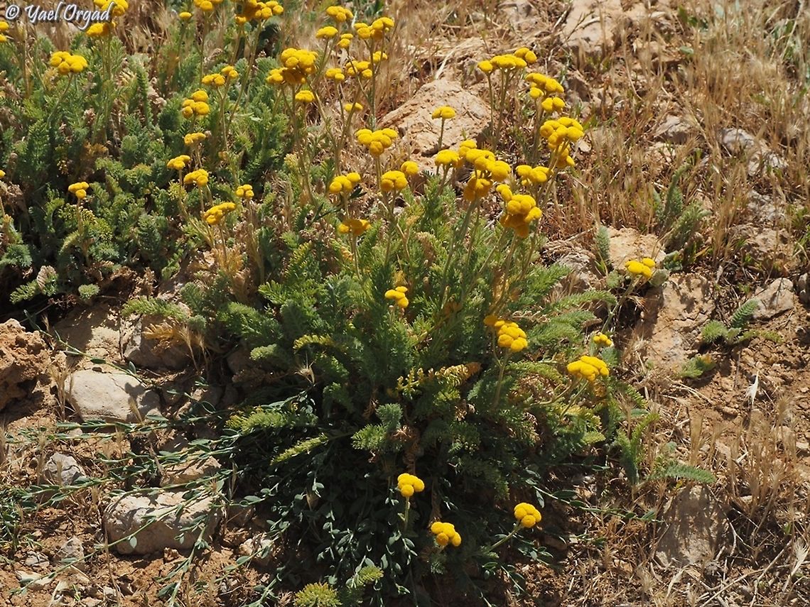 Tanacetum aucheri  Israel,Mount Hermon,Tanacetum aucheri