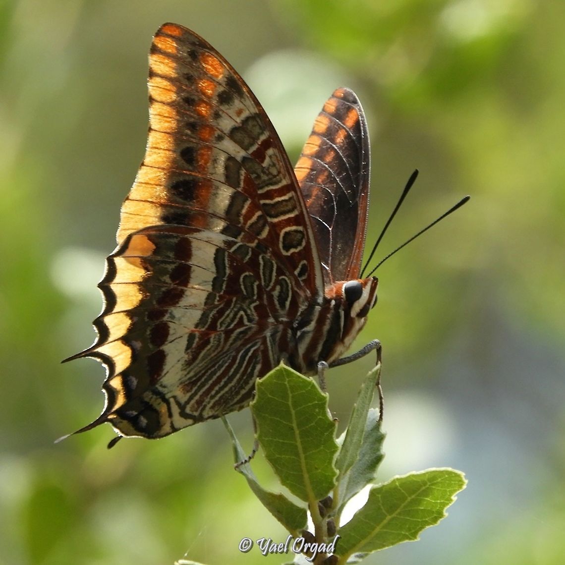 Two-tailed pasha every year we go to look for it... it&#039;s such a beautiful butterfly! Charaxes jasius,Geotagged,Israel,Summer,Two-tailed Pasha