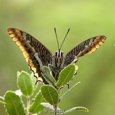say 'cheese'! Two-tailed pasha looking at me! Charaxes jasius,Geotagged,Israel,Summer,Two-tailed Pasha