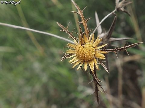 Carlina curetum Common summer-Mediterranean thorn Carlina curetum,Geotagged,Israel,Summer