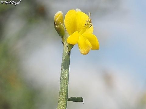 Genista fasselata Spiny shrub that blooms in the summer. 
you can see a tiny summer leaf on the bottom of the picture. Genista fasselata,Geotagged,Israel,Summer