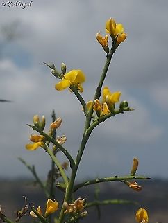 Genista fasselata  Genista fasselata,Geotagged,Israel,Summer
