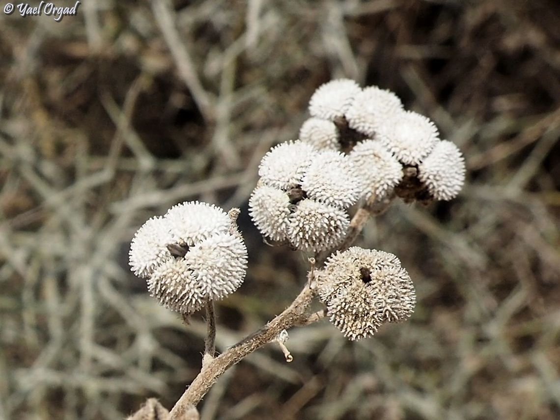 Dry fruit of Cynoglossum creticum  Blue hound's tongue,Cynoglossum creticum,Geotagged,Israel,Summer