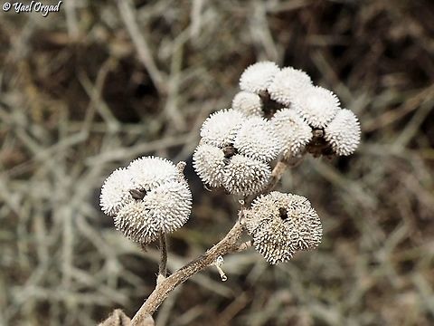 Dry fruit of Cynoglossum creticum  Blue hound's tongue,Cynoglossum creticum,Geotagged,Israel,Summer