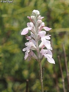 Teucrium creticum a delicate and lovely summer flower Geotagged,Israel,Summer,Teucrium creticum