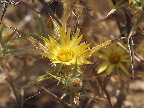 Carlina racemosa a really small Carlina thorn that blooms in August and early September.  Carlina racemosa,Geotagged,Israel,Summer