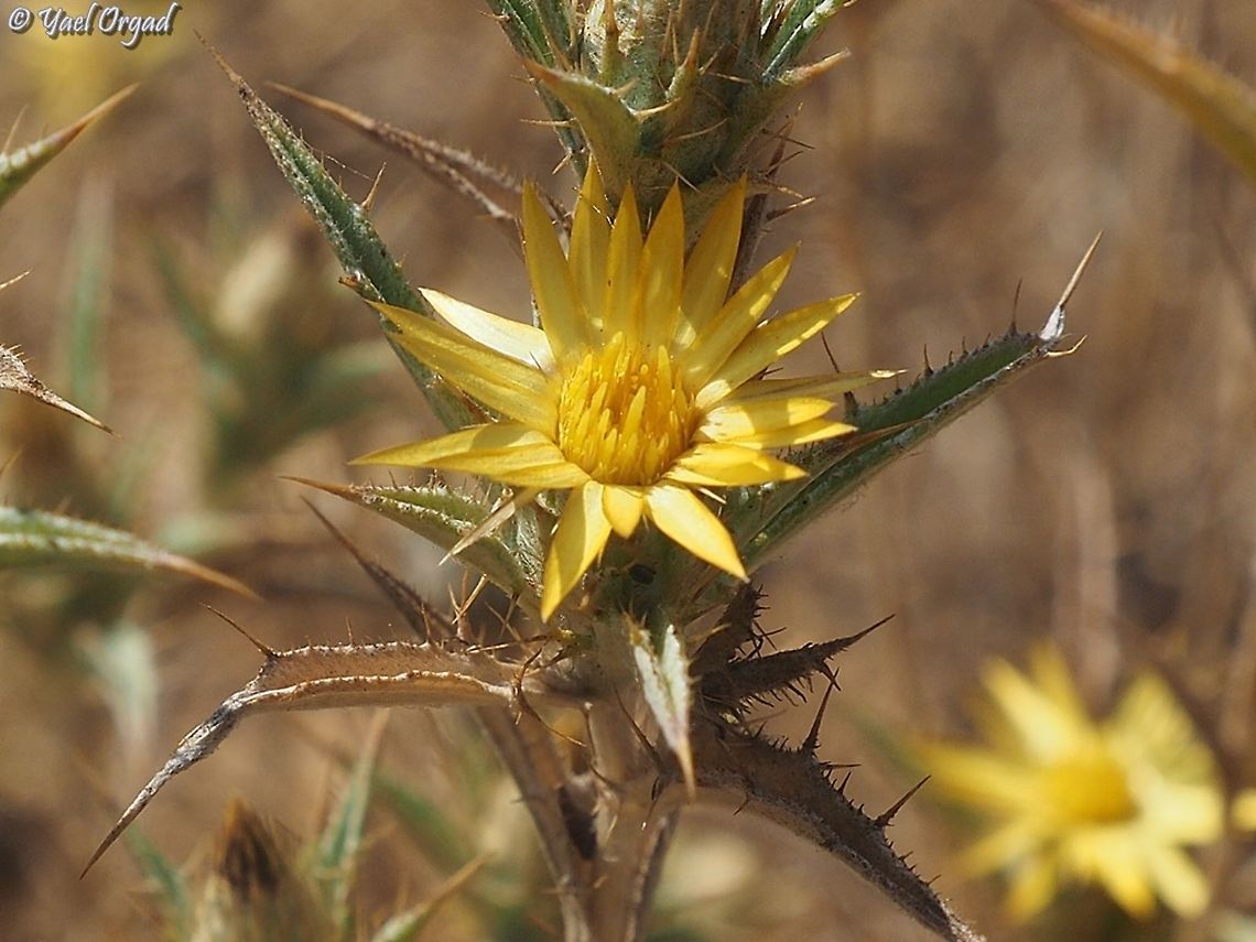 Carlina racemosa  Carlina racemosa,Geotagged,Israel,Summer