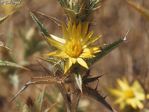 Carlina racemosa  Carlina racemosa,Geotagged,Israel,Summer