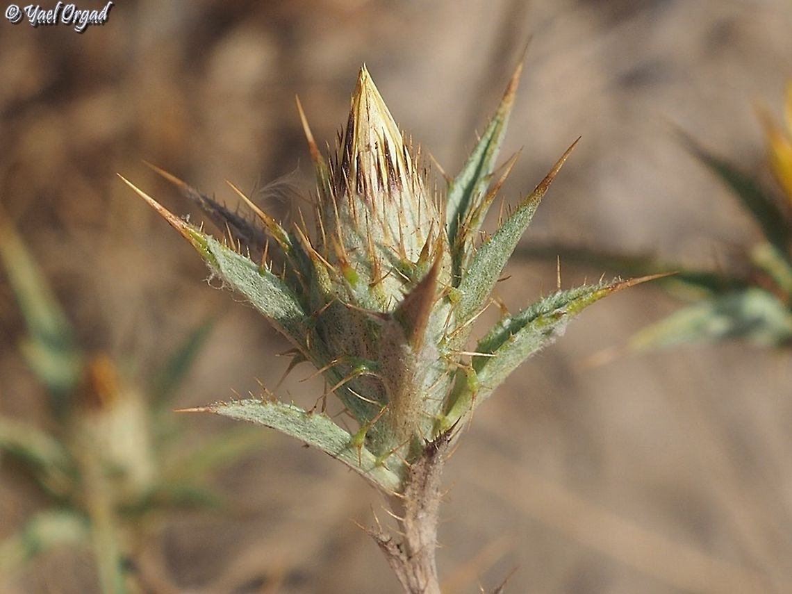 a young bud of Carlina racemosa  Carlina racemosa,Geotagged,Israel,Summer
