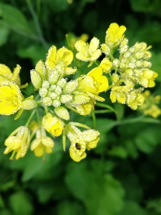 Mustard flower  Alliaria petiolata,Garlic mustard,Geotagged,Winter