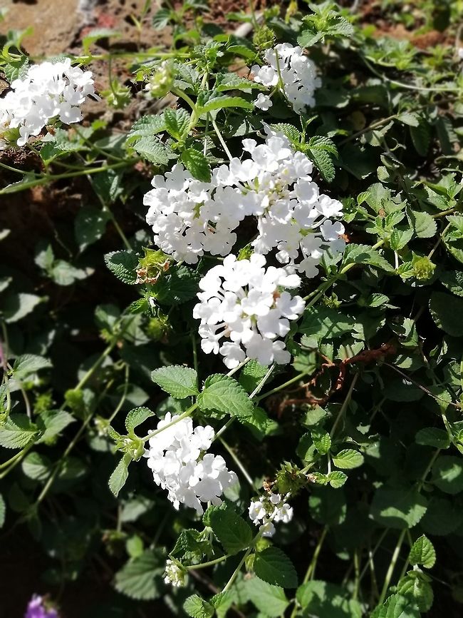 Lantana camera <br />
 Big-sage,Geotagged,India,Lantana camara,Winter,camara