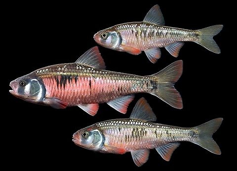 Southern Striped Shiner-Black Warrior River basin, Alabama (Luxilus chrysocephalus isolepis) These individuals showcase a range of what you can expect to find in small to medium sized streams of the SE this time of year. This subspecies of Luxilus chrysocephalus is restricted to the mobile basin, West to eastern Texas and North to Mississippi River tributary systems (downstream of Arkansas White River basin).  Luxilus chrysocephalus,Striped shiner