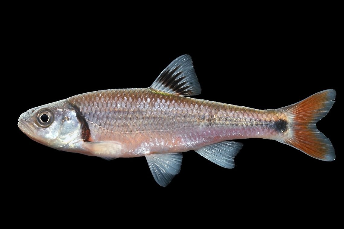 Luxilus zonistius(Bandfin Shiner)-Upper Etowah Basin, GA  Bandfin shiner,Luxilus zonistius