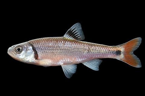 Luxilus zonistius(Bandfin Shiner)-Upper Etowah Basin, GA  Bandfin shiner,Luxilus zonistius
