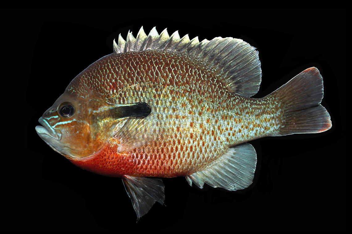 Lepomis auritus(Redbreast Sunfish)-Lower Wacamaw River, SC  Geotagged,Lepomis auritus,Redbreast sunfish,Summer,United States