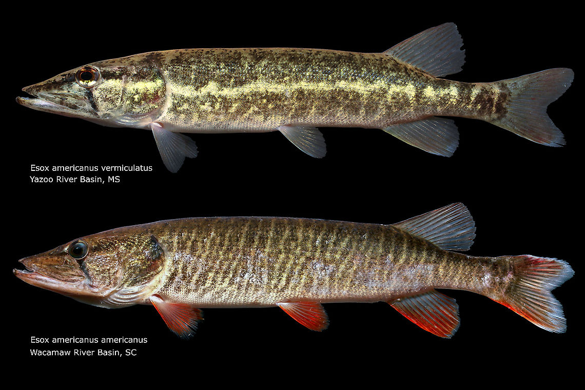 Esox americanus...both subspecies side by side  Esox americanus,Geotagged,Redfin and grass pickerels,United States