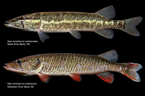 Esox americanus...both subspecies side by side  Esox americanus,Geotagged,Redfin and grass pickerels,United States