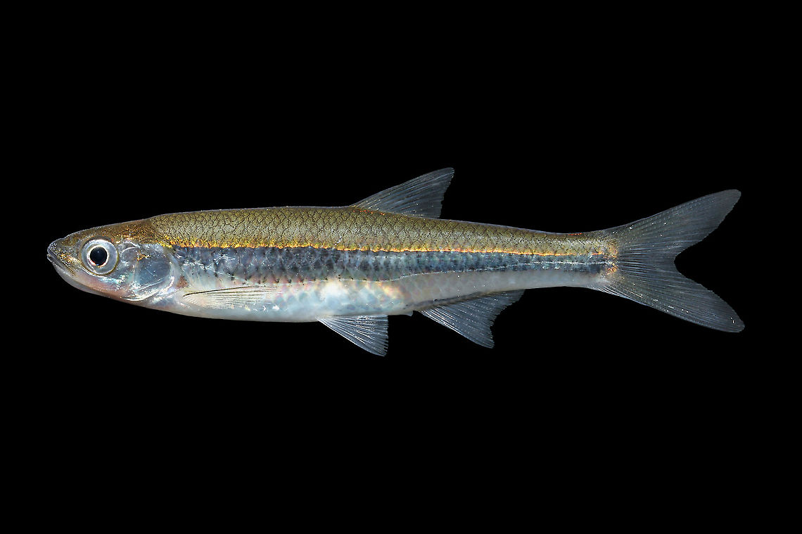 Comely Shiner-Cape Fear Basin, NC  Comely shiner,Notropis amoenus