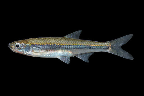 Comely Shiner-Cape Fear Basin, NC  Comely shiner,Notropis amoenus