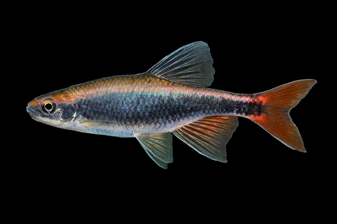 Broadstripe Shiner-Chattahoochee River Drainage, AL  Broadstripe shiner,Pteronotropis euryzonus