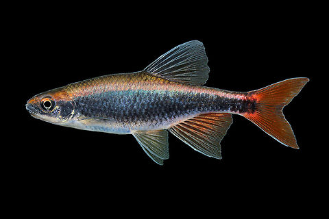 Broadstripe Shiner-Chattahoochee River Drainage, AL  Broadstripe shiner,Pteronotropis euryzonus