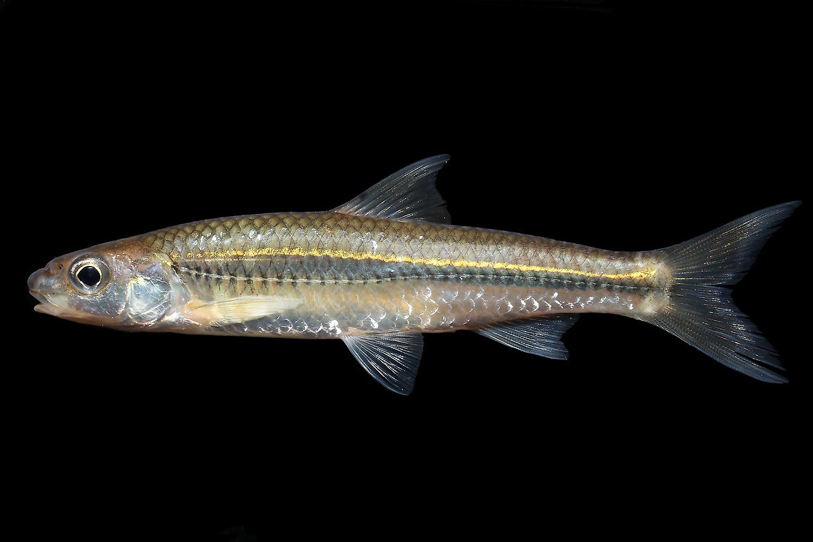 Spottail Shiner (Atlantic Slope form)- Cahaba River drainage, NC  Notropis hudsonius,Spottail shiner