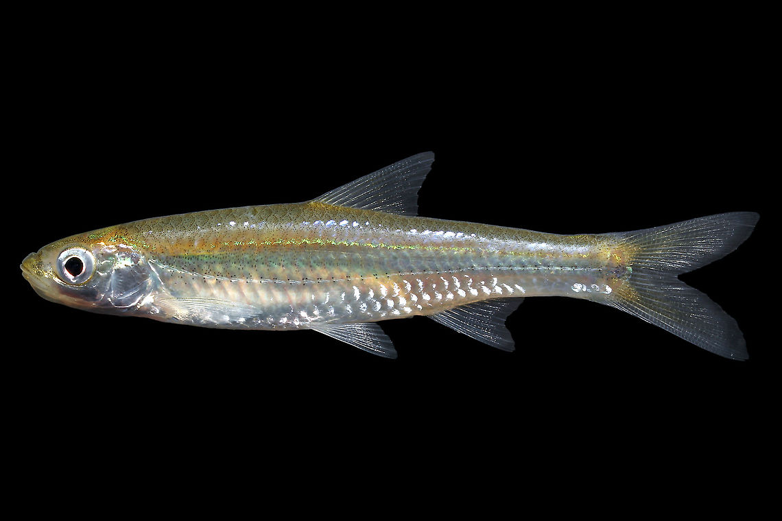 Silverside Shiner-Mobile Bay, AL This minnow was caught among a strange mix of species, including rainwater killifish, sheepshead minnows, and sailfin mollies.  Geotagged,Notropis candidus,Silverside shiner,Summer,United States
