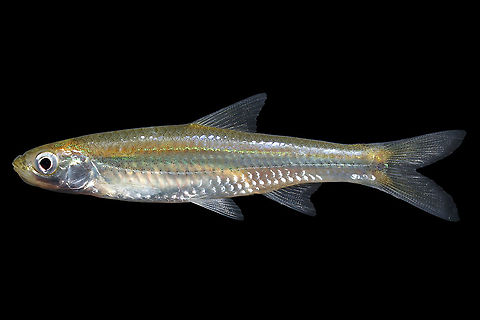 Silverside Shiner-Mobile Bay, AL This minnow was caught among a strange mix of species, including rainwater killifish, sheepshead minnows, and sailfin mollies.  Geotagged,Notropis candidus,Silverside shiner,Summer,United States