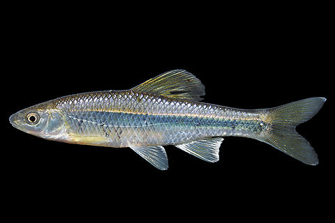 Whitefin_Shiner  Cyprinella nivea,Whitefin shiner