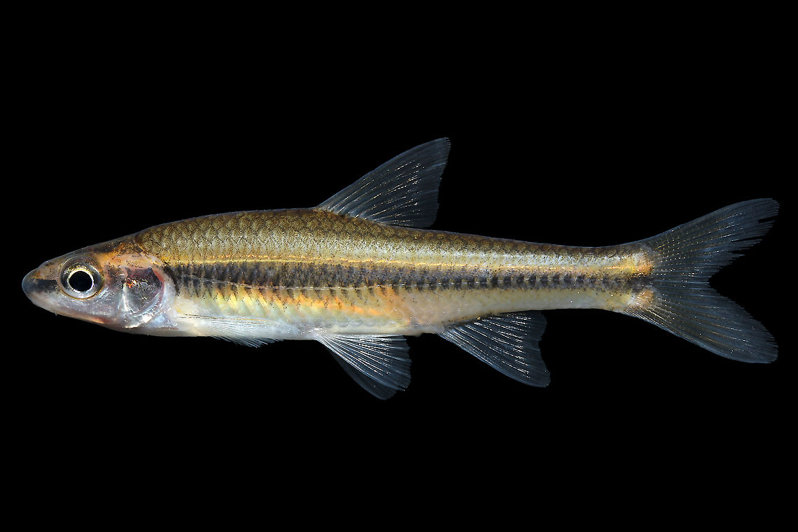 Highback Chub-Broad River Drainage, NC  Highback chub,Hybopsis hypsinotus