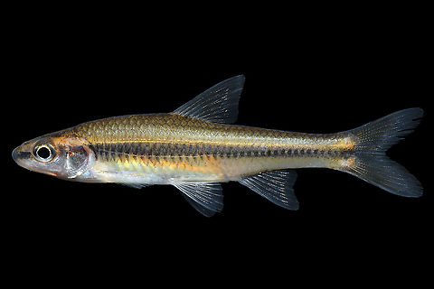 Highback Chub-Broad River Drainage, NC  Highback chub,Hybopsis hypsinotus